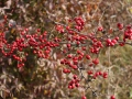 IMG_1824
