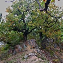 IMG_8480