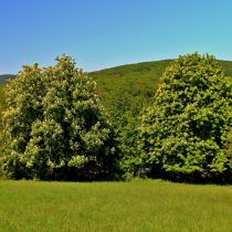 IMG_9515